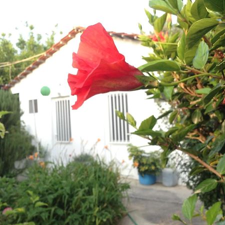Pension Zoi Kolymbia Extérieur photo