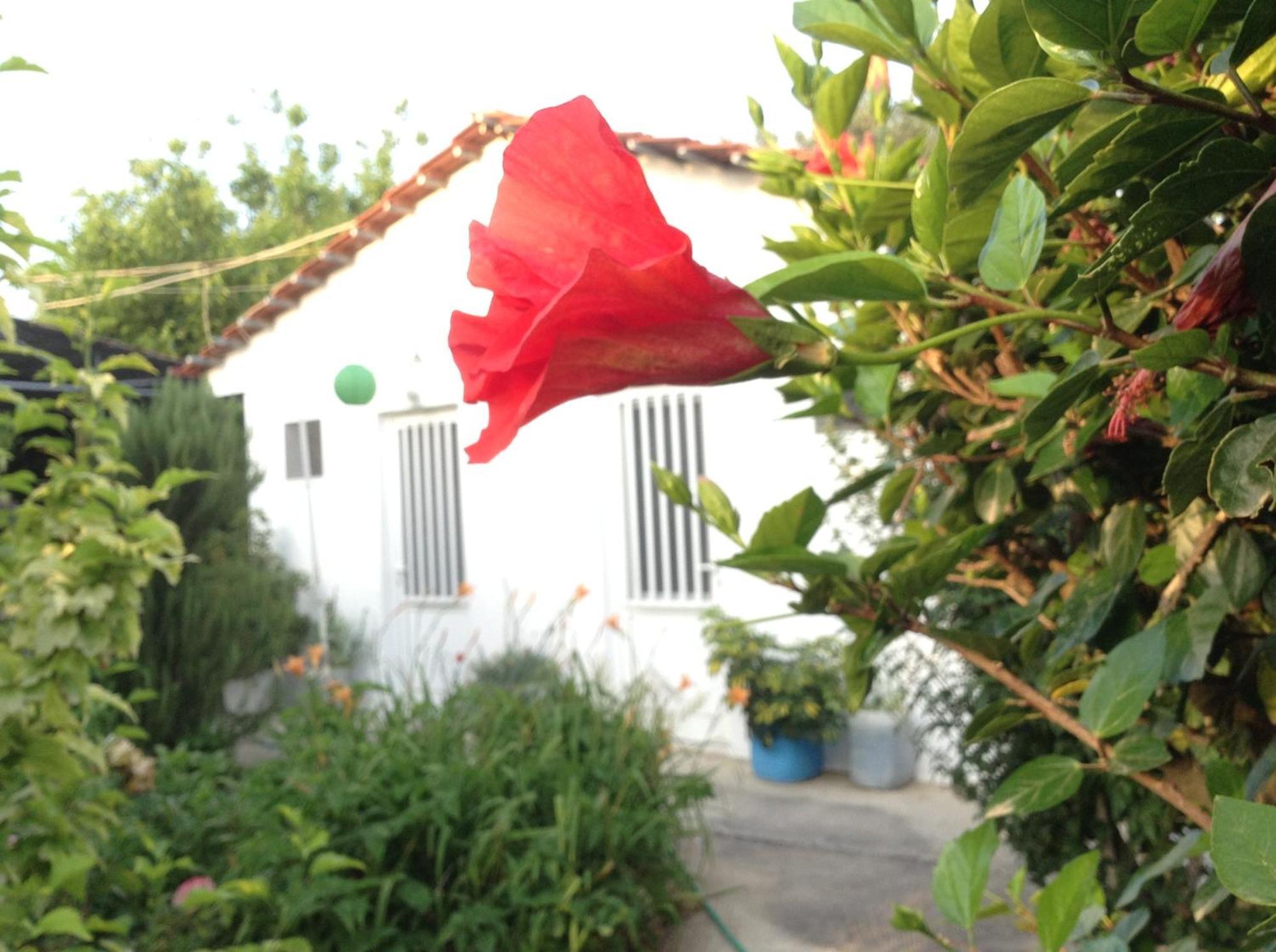 Pension Zoi Kolymbia Extérieur photo